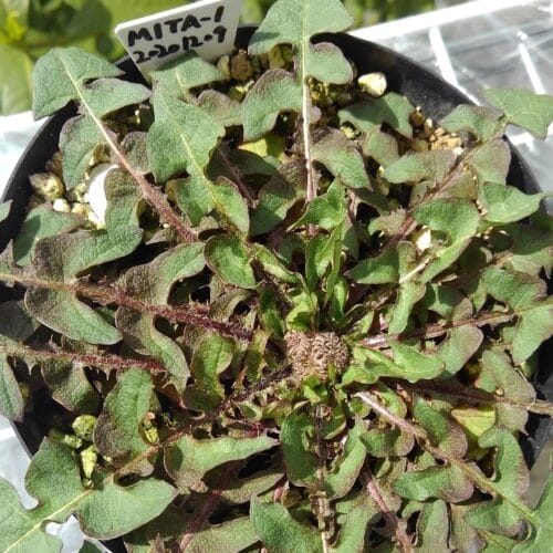 緑花タンポポのつぼみ　22年3月上旬