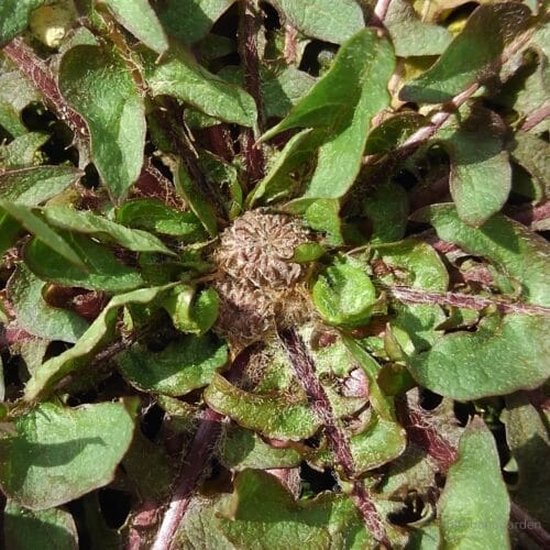 緑花タンポポのつぼみ（別角度から）　22年3月上旬