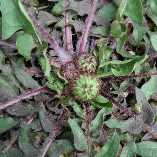 つぼみの成長　22年3月下旬