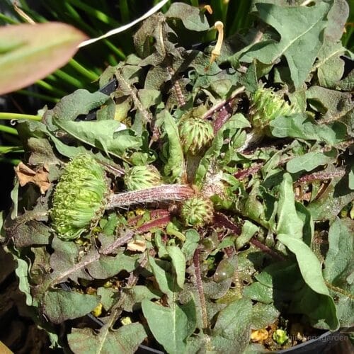 花茎の伸長　22年4月上旬