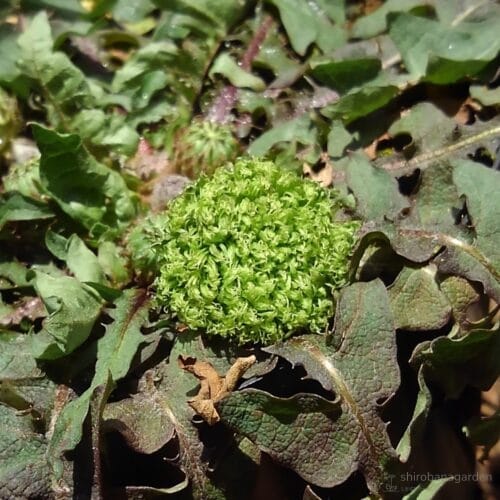 緑花タンポポの花　22年4月上旬