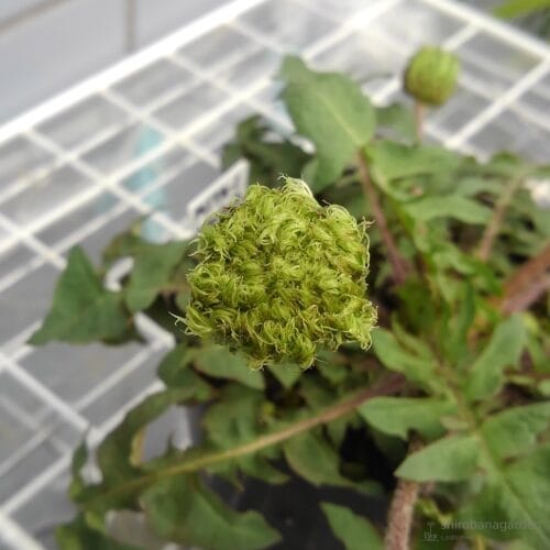 真上から　22年4月中旬