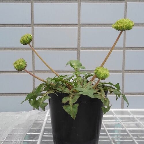 開花時の全体観　22年4月中旬