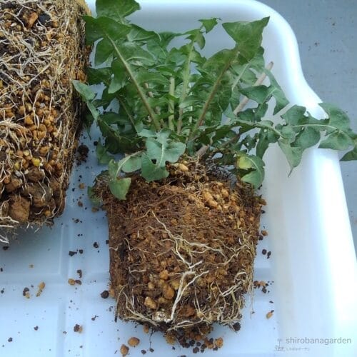 植替えの様子　22年4月下旬