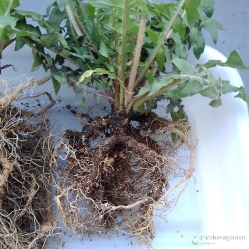 緑花タンポポの根　22年4月下旬