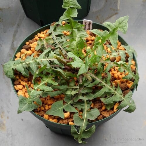 緑花タンポポの葉　22年5月上旬