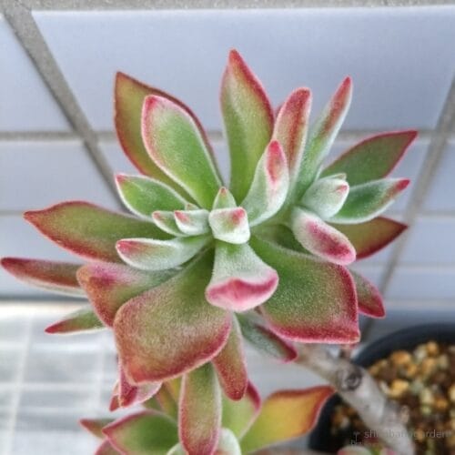 ハムシーの葉　25年4月中旬