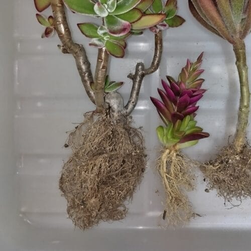 ハムシーの根（左）　25年4月下旬