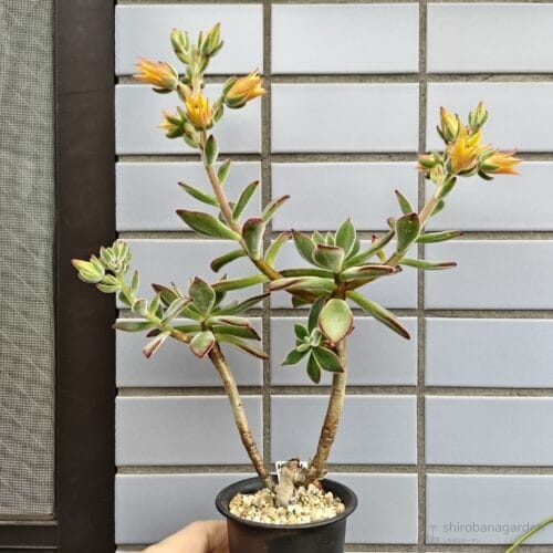 頂部の脇から花芽は伸びる　23年5月下旬