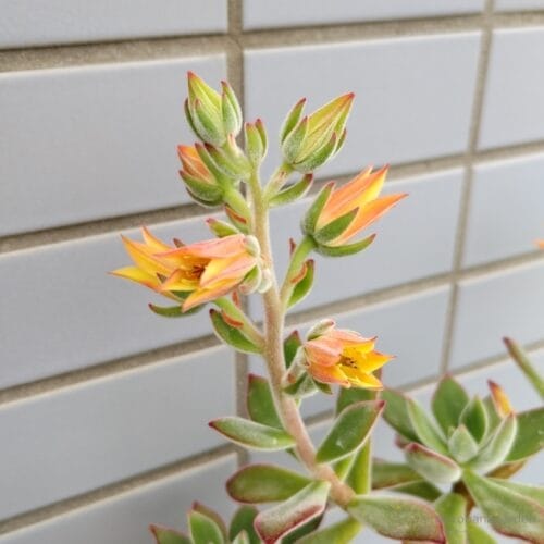 花序全体　23年5月下旬