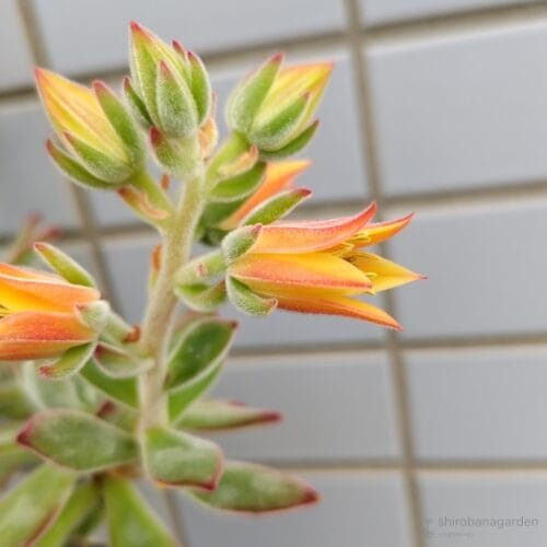 花（横から）　23年5月下旬