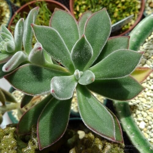 普段の頂部　20年3月中旬