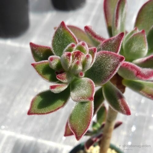 花芽の伸長途中　20年4月中旬