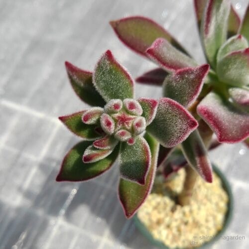 伸長途中の花芽（真上から）　20年4月中旬