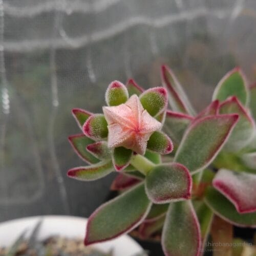 ハムシーのつぼみ　20年5月上旬