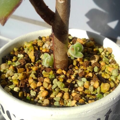 枝になる小さな芽にも毛がある　20年11月下旬