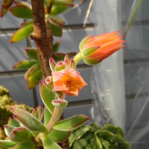 ハムシーの花　22年5月上旬