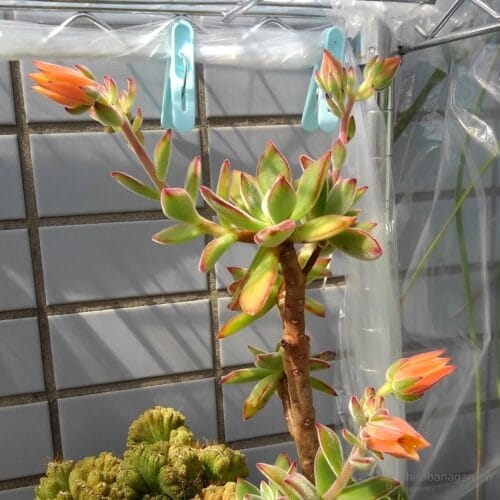 やわらかい陽射しが似合う　22年5月上旬