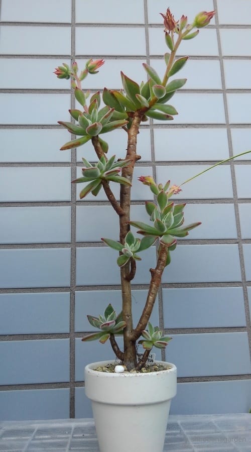 頂部を切らないまま伸ばす　22年5月下旬