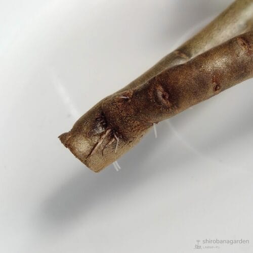 地上部の所々から発根　22年6月上旬